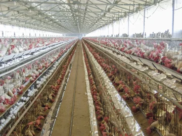 Avian influenza outbreak in Biddinghuizen