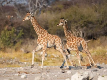 Beekse Bergen giraffes newborns in park