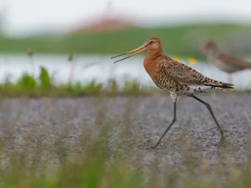 black-tailed godwit chicks conservation success