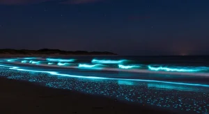 Sea Sparkle Returns to the Dutch Coast During Heatwave