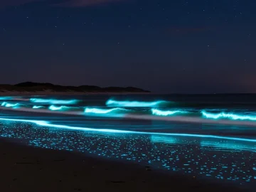 Blue sea sparkle glowing in waves on a quiet Dutch coast at night
