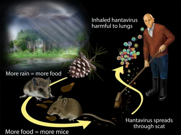 Dutch hantavirus outbreak linked to cruise ship