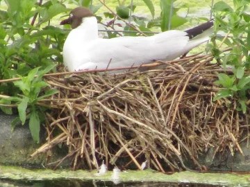 Hague Gull Disruption at Football Club