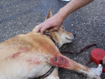 Hilversum dog attack incident