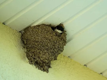 A sand martin swallow perched near its nesting burrow, representing the Leeuwarden swallow nests incident at a Dutch construction site