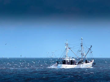 North Sea fishing ban strengthens ecosystem protection