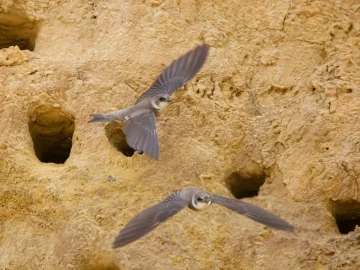 Oeverzwaluw nest destruction site in Leeuwarden showing sandy embankment where bank swallow burrows were buried