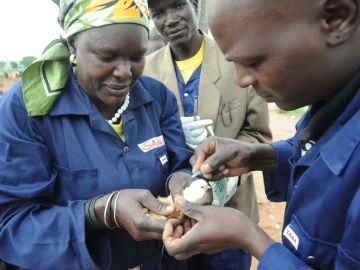 poultry vaccination plan in the Netherlands