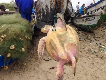 Winschoten animal cruelty discovery