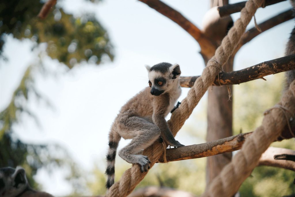 ARTIS Zoo Monkey Escape Shakes Amsterdam with 1-Hour Freedom