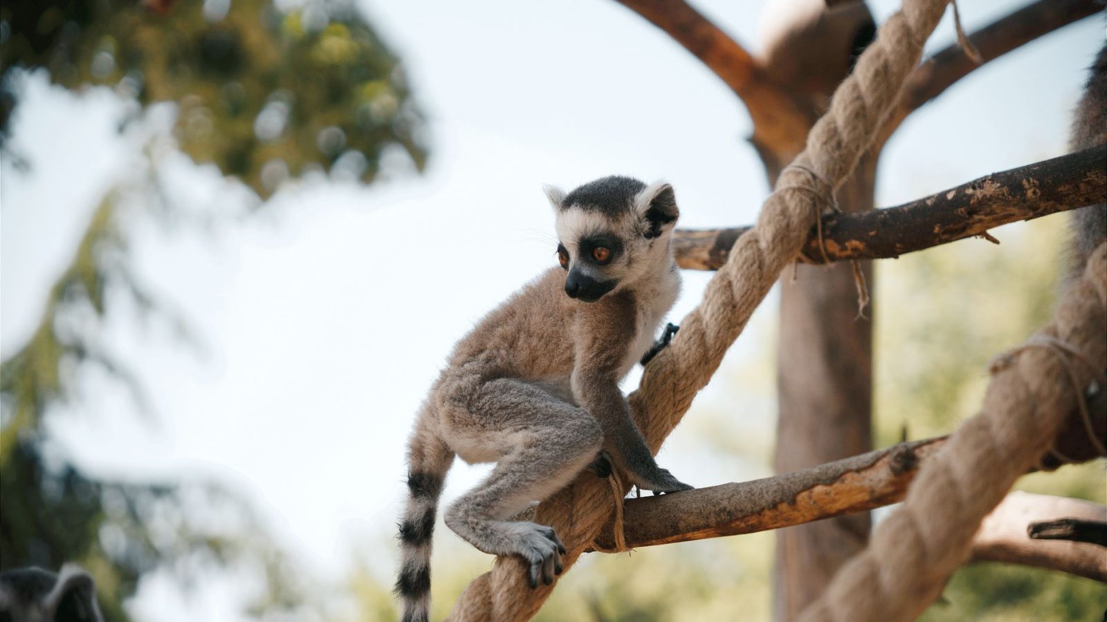 ARTIS Zoo monkey escape in Amsterdam