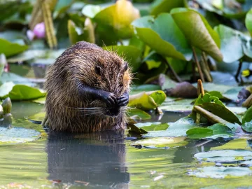 Beaver damage Zuid-Holland infrastructure