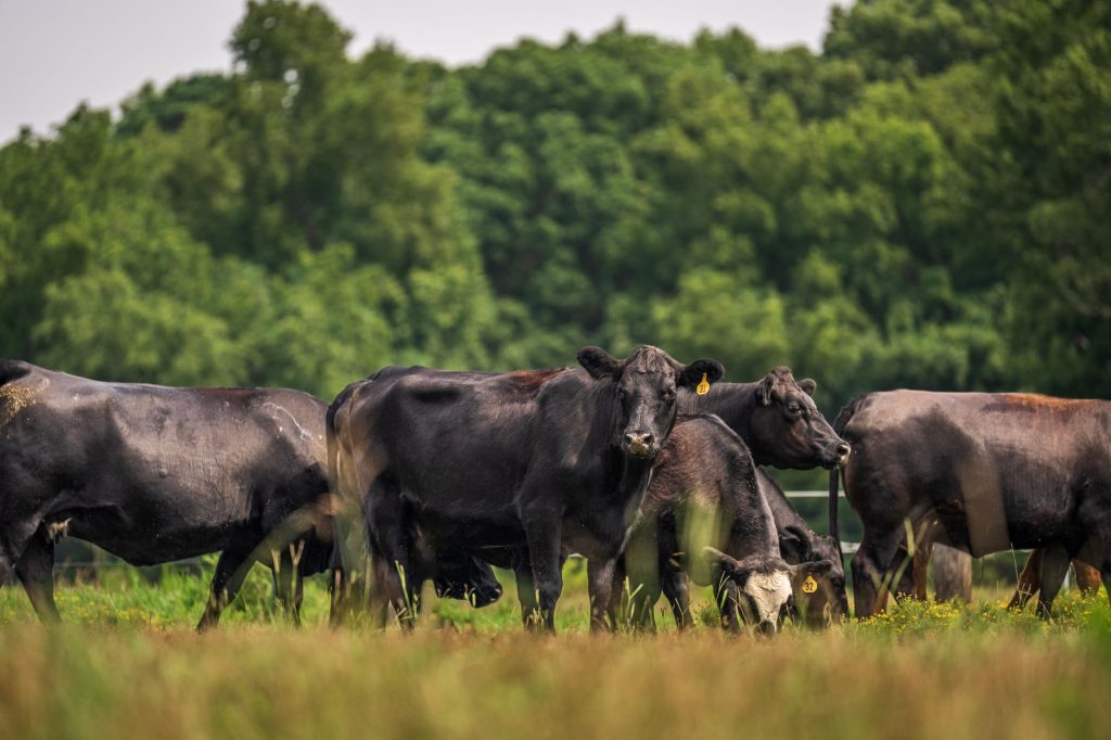 Dutch Nitrogen Emissions Plan Caps 2.6 Cows per Hectare