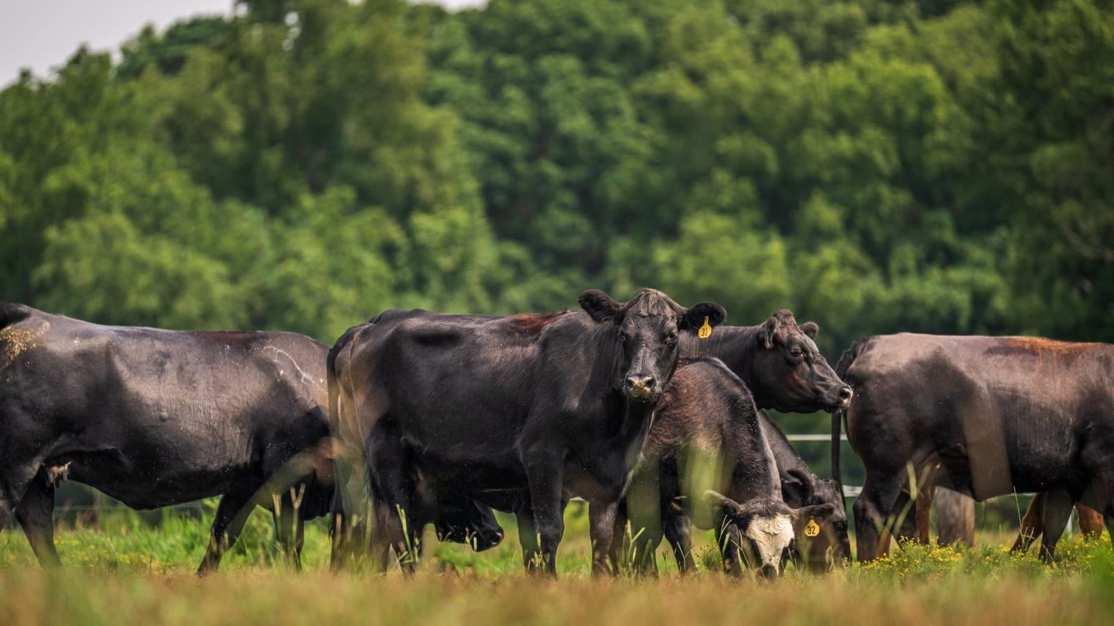 Dutch nitrogen emissions plan includes cow density limit