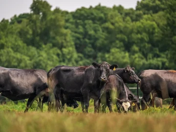 Dutch nitrogen emissions plan includes cow density limit