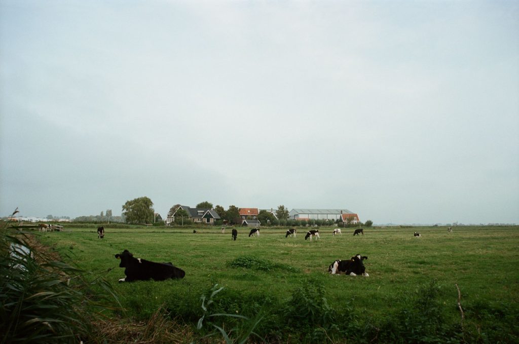 Dutch Nitrogen Plan Shakes 15 Zones, Farmers Face Changes