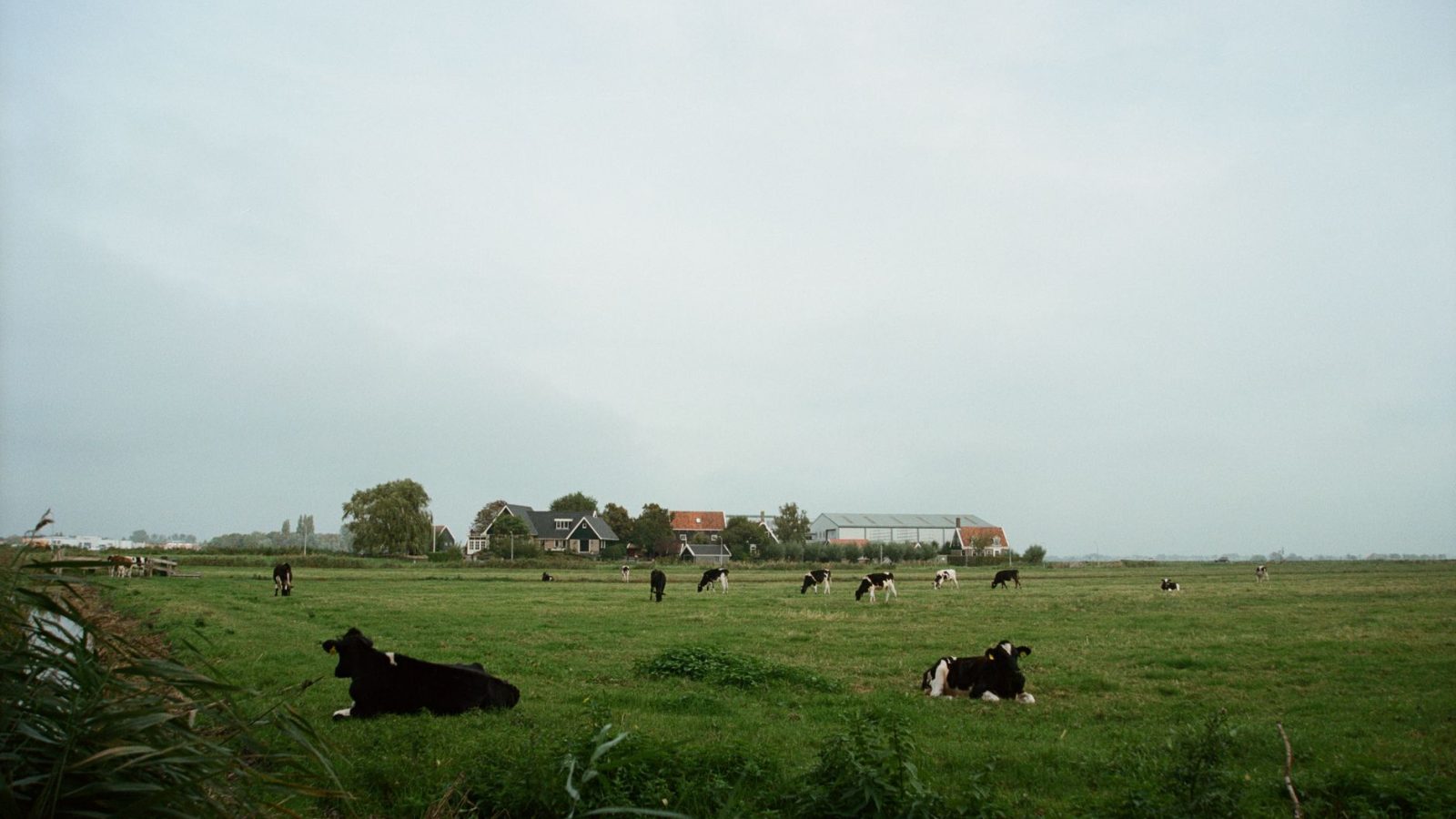 Dutch nitrogen reduction plan impacts farmers
