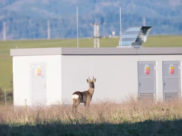 Wasbear threat in Limburg