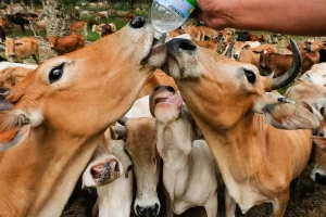 Animal Welfare Violations: 1,927 Seized in Zuid-Holland