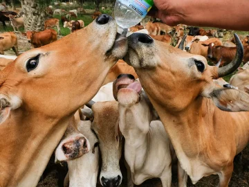 Animal welfare violations in Zuid-Holland