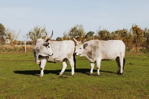 Brabant Threatens to Revoke 200 Farm Permits Over Emissions