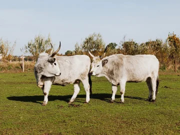 Brabant farm permits revocation plan