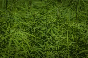 Cannabis Plantation Discovery Rocks Edam Community