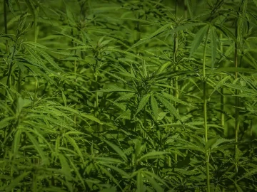 Cannabis Plantation Discovery Rocks Edam Community