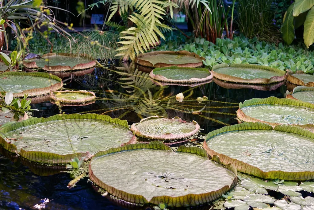 Diergaarde Blijdorp’s Rare Plant Bloom Draws Crowds in Rotterdam