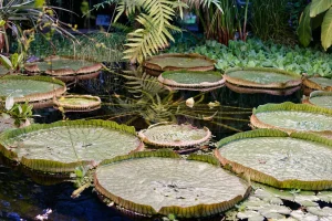 Diergaarde Blijdorp’s Rare Plant Bloom Draws Crowds in Rotterdam