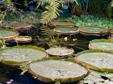 Diergaarde Blijdorp rare plant bloom