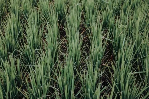 Dutch Rice Cultivation Cuts CO2 Emissions by 30%