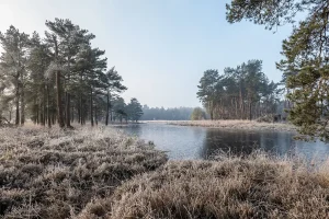 Dutch Tree Drought Impact: Fijnspar and Beech Threatened