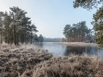 Dutch tree drought impact on fijnspar and beech