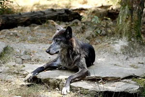 Dutch Wolf Management Seeks German Help for Livestock Safety