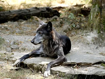 Dutch wolf management assistance request