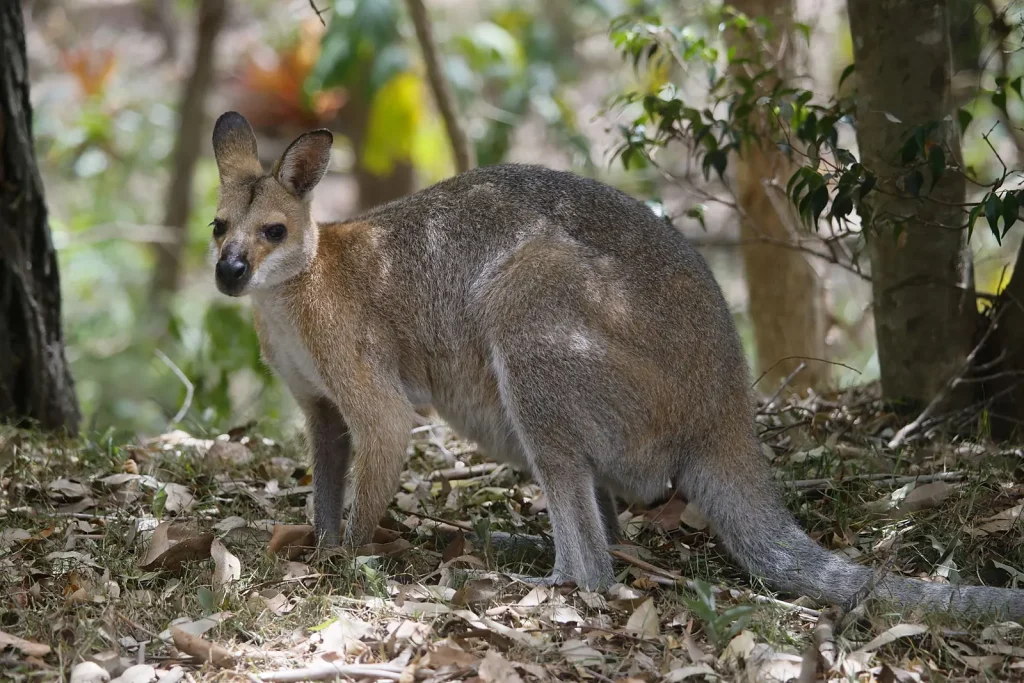 Escaped Wallaby Triggers Police Search in Noord-Holland
