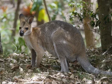 Escaped wallaby in Noord-Holland