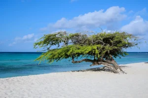 Aruba’s Path to Autonomy Begins