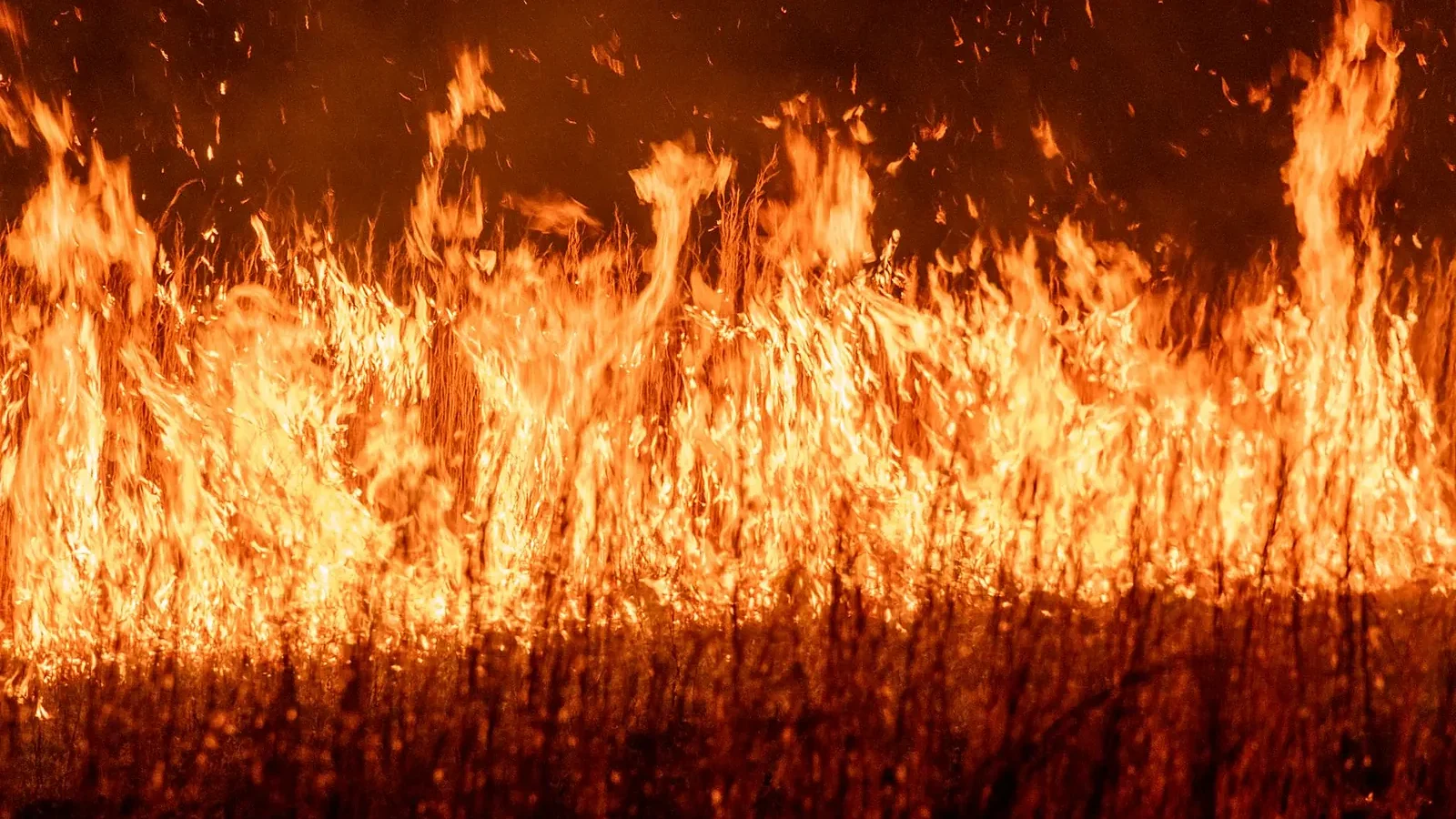 Heatwave mortality Netherlands with elderly affected