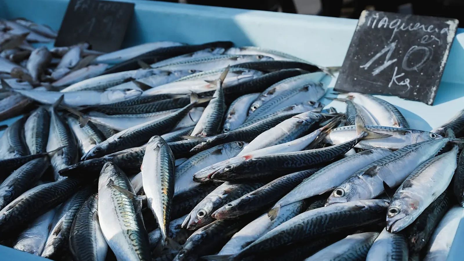 IJmuiden fish trade investigation reveals €57,000 cash seizure