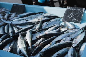 IJmuiden Fish Trade Probe Uncovers €57,000 Cash Seizure