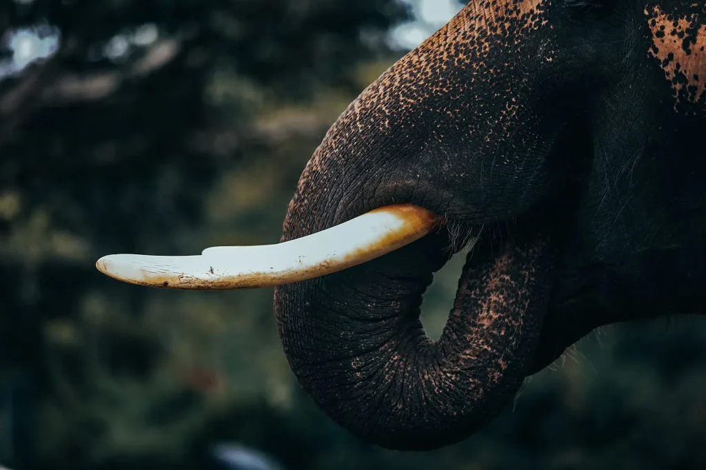 Illegal Wildlife Items: 5800 Surrendered and Destroyed in NL