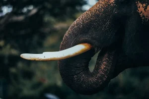 Illegal Wildlife Items: 5800 Surrendered and Destroyed in NL