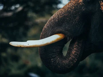 Illegal wildlife items surrendered in the Netherlands