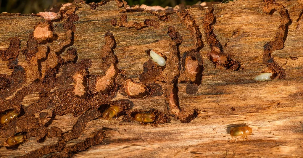 Kever Infestation in Twente Overwhelms Village Residents