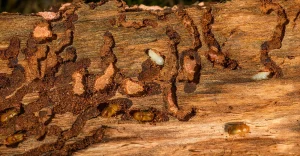 Kever Infestation in Twente Overwhelms Village Residents