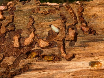 Kever infestation in Twente village