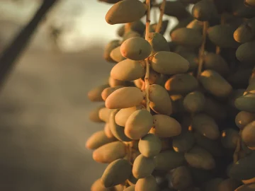 Netherlands bans Palestinian dates import