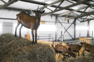Goat Farm Housing Policy Enforces 500-Meter Buffer Rule